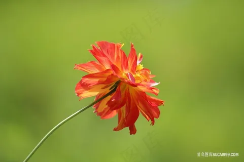 一朵娇艳的鲜花图片