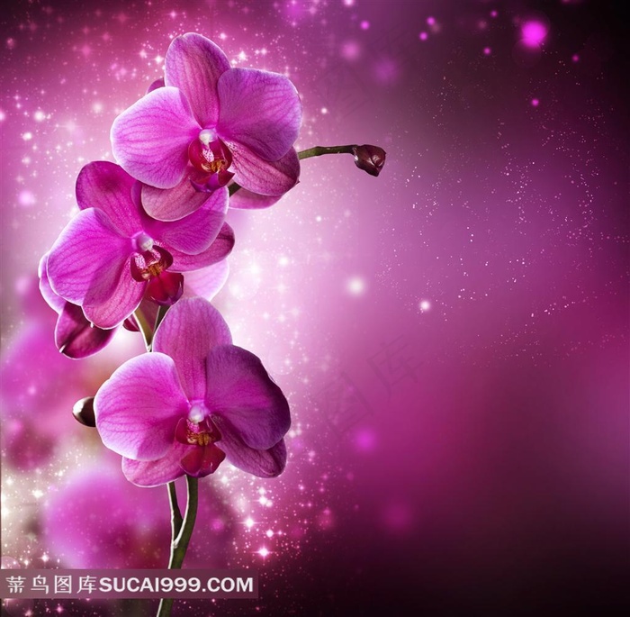 梦幻星空背景花卉素材