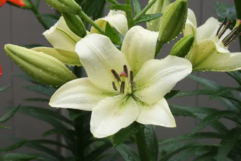 雨后百合花开图片 雨后百合花开图片