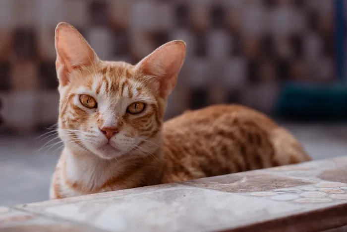 可爱猫咪猫猫摄影素材