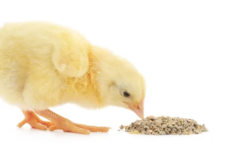 养鸡喂养现代农业