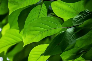 一棵树的特写绿叶摄影图