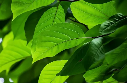 一棵树的特写绿叶摄影图 一棵树的特写绿叶摄影图