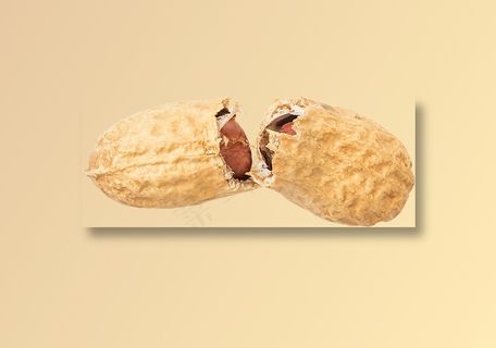 00_Peanut