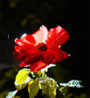红色鲜花照片