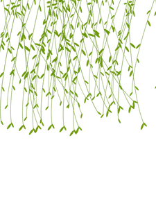 春天绿色春季水墨柳树柳条柳叶春季海报设计PNG免扣素材