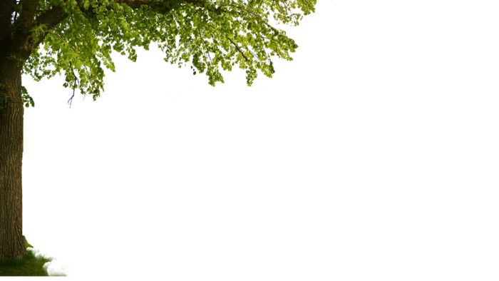 免扣树元素近景