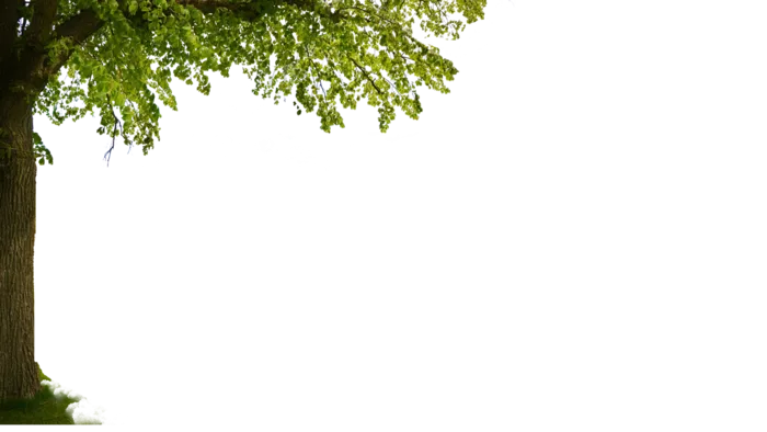 免扣树元素近景