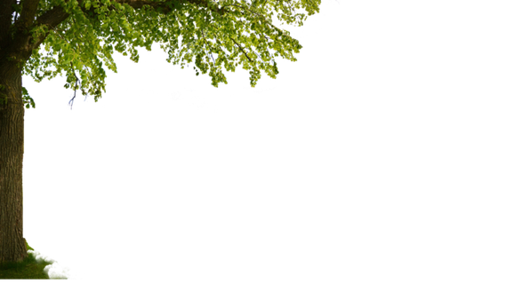 免扣树元素近景