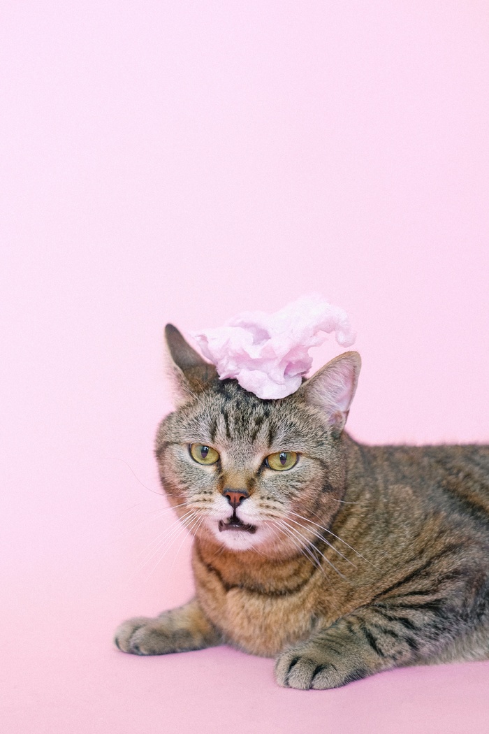 可爱猫咪猫猫摄影素材