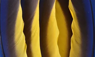 美丽的鸟类羽毛背景高清图5