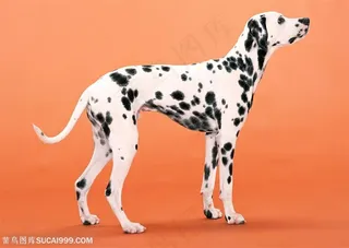 中型犬-高大的斑点狗侧面