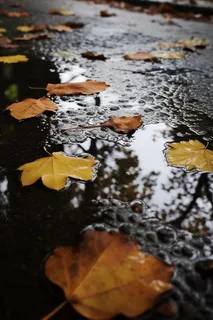 秋天雨天掉落地上的落叶黄叶摄影图 秋天雨天掉落地上的落叶黄叶摄影图