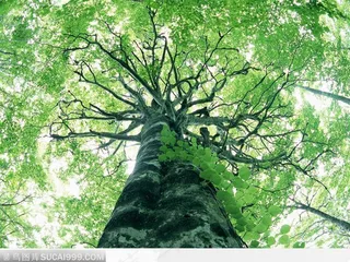 参天大树