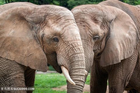 高清两只大象图片