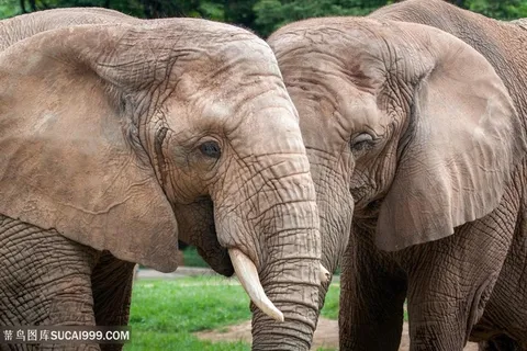高清两只大象图片