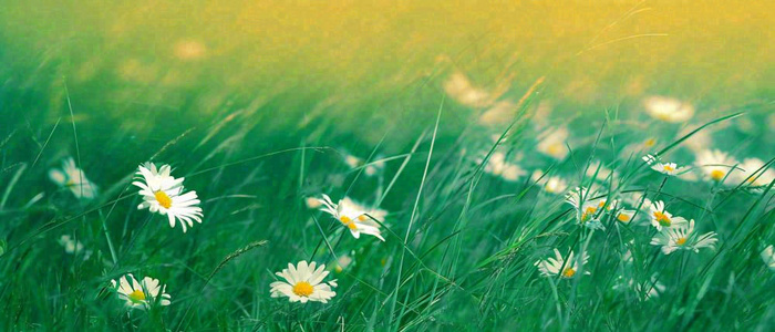 夏至夏天向阳菊花草地立夏小暑摄影图(1680x720)