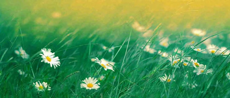 夏至夏天向阳菊花草地立夏小暑摄影图