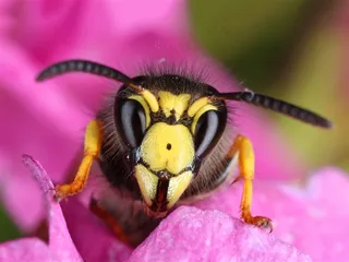 正在花朵中采蜜的小蜜蜂高清图片