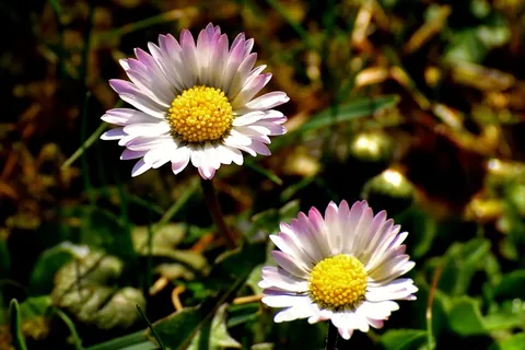 两朵淡雅野菊花图片 两朵淡雅野菊花图片