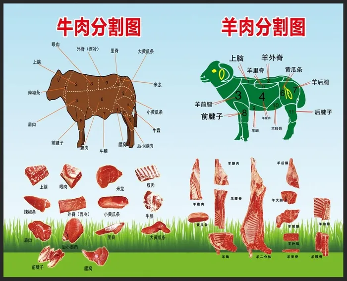 牛羊肉分割图