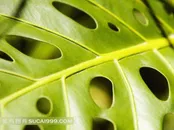 有孔的叶子壁纸