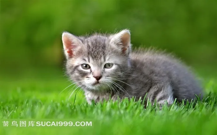 草地上的一只灰色小花猫