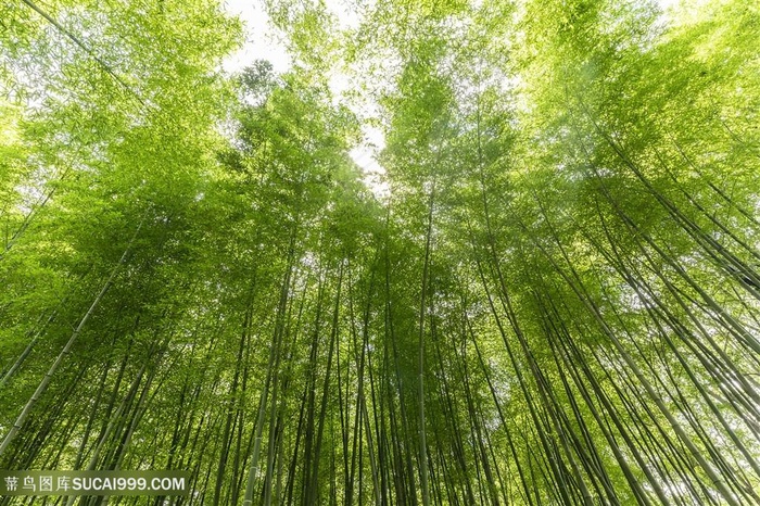 夏日竹林竹子