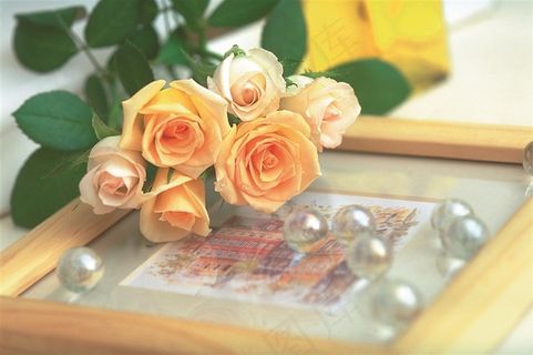 玫瑰花摄影图片 玫瑰花摄影图片