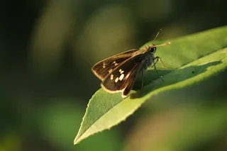 原创壁纸花卉大全
