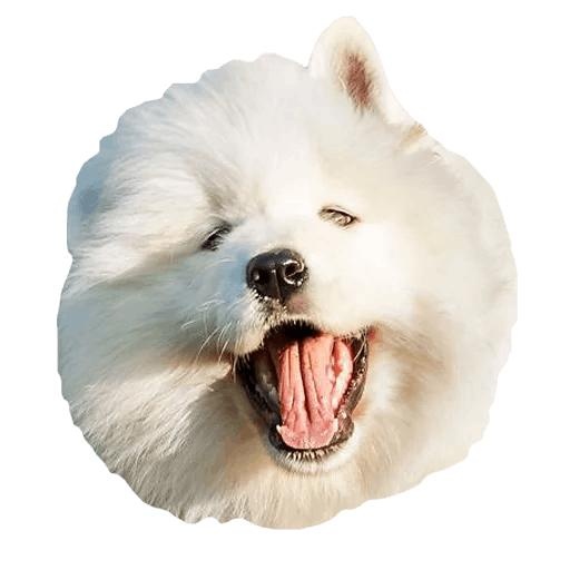 萨摩耶 PNG免抠(512x512)