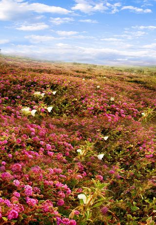 画意背景大图 (3)