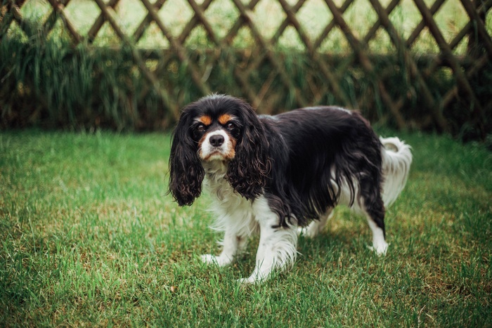 查理士王小猎犬图片