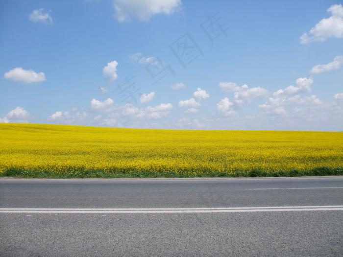 黄色花海图片