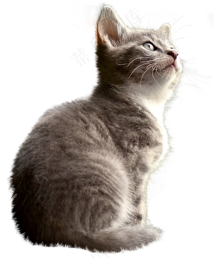 猫, 孤立, 家畜, 家猫, 年轻的猫