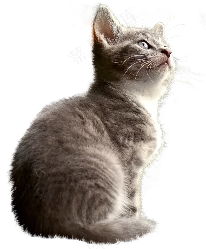 猫, 孤立, 家畜, 家猫, 年轻的猫