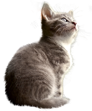 猫, 孤立, 家畜, 家猫, 年轻的猫