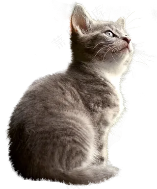 猫, 孤立, 家畜, 家猫, 年轻的猫