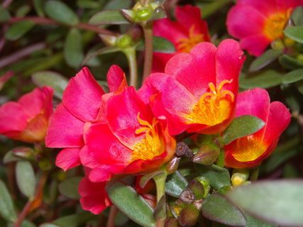 大花马齿苋图片