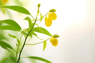 花朵黄色简约背景