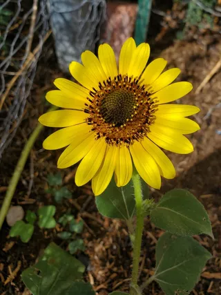 黄色向日葵摄影素材