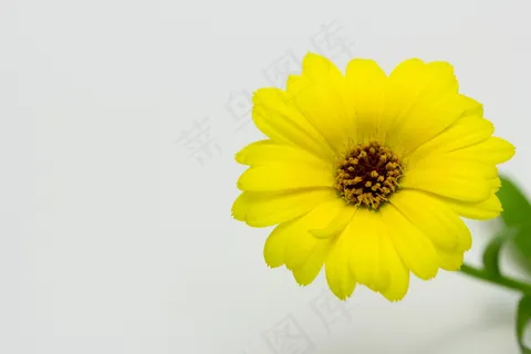 黄色淡雅花朵图片 黄色淡雅花朵图片