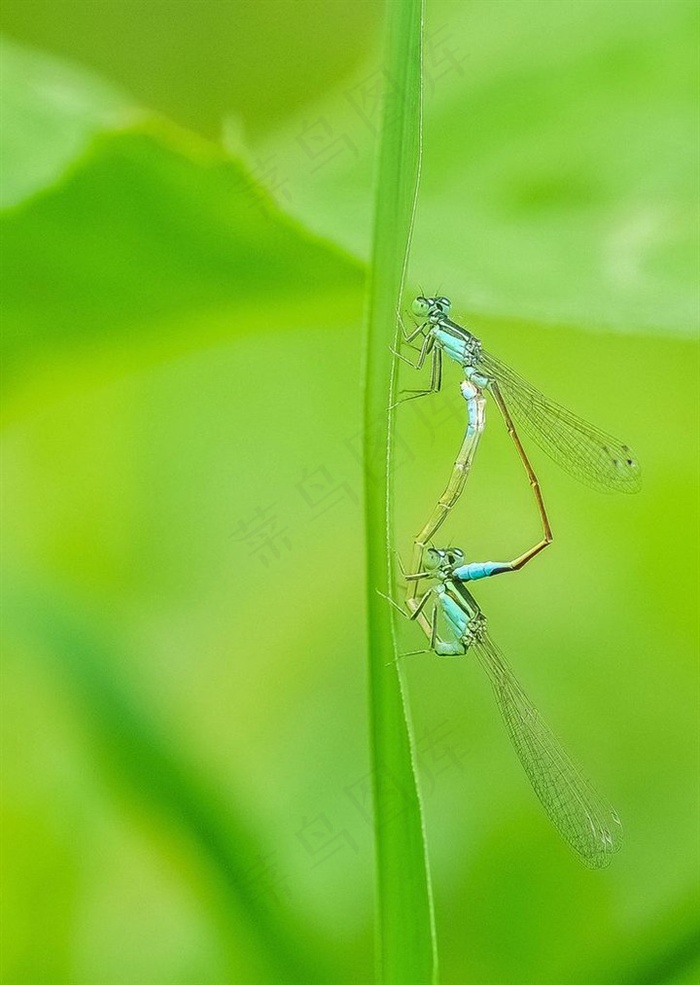 一对豆娘落在草叶上