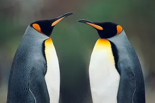 面对面站立的企鹅图片
