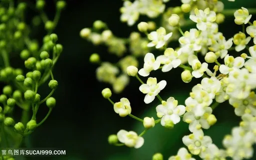 唯美星星点点茉莉小花图片