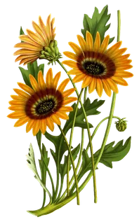 复古手绘植物花卉玫瑰花PNG免扣图案高清图片PS设计素材图