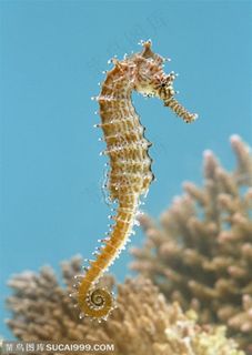 海洋生物-在珊瑚边游动的海马