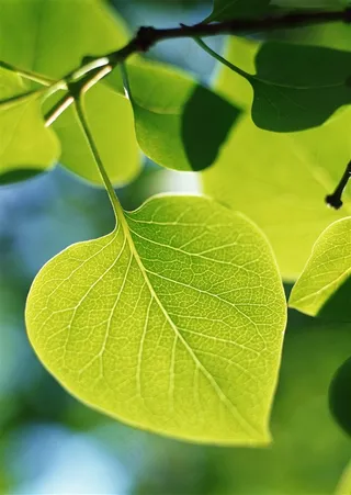 树木风景仰视  图片素材