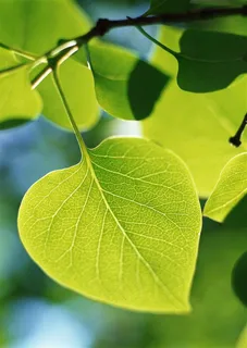 树木风景仰视  图片素材 树木风景仰视  图片素材