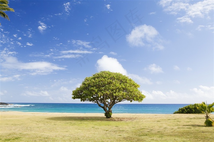 海天一色的草坪上有一棵绿油油的树木